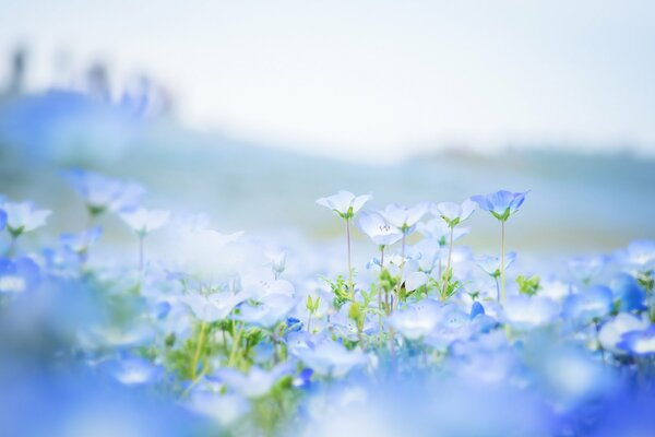 Pétales bleus de fleurs de nemophile dans une image floue sur le terrain