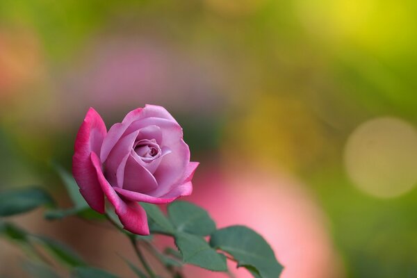 Fragrante rosa rosa, un componente meraviglioso per profumi costosi e la creazione di profumi indimenticabili