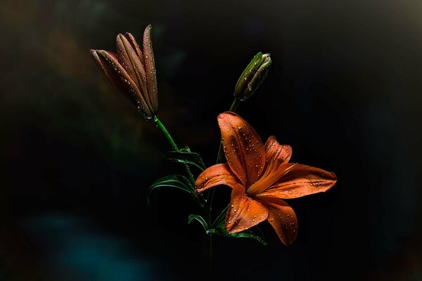 Red lily in dewdrops