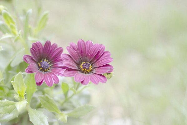 Purple flowers with green leaves