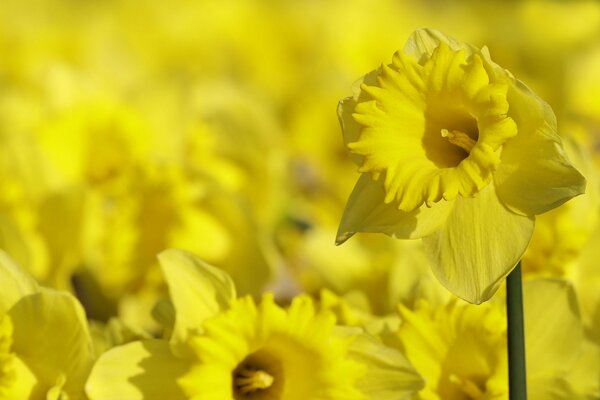 Hermoso campo con narcisos amarillos