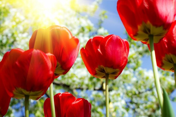 Red tulips on the background of the spring sun