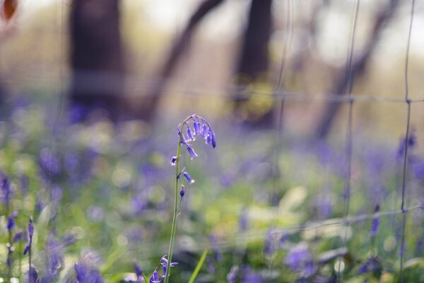 Fleurs bleues dans l herbe au printemps