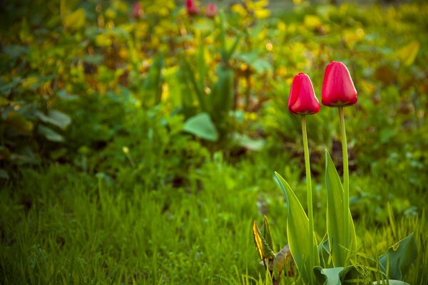 Tulips grow in the garden
