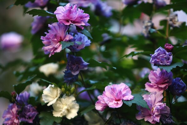 Imágenes nocturnas del arbusto de flores