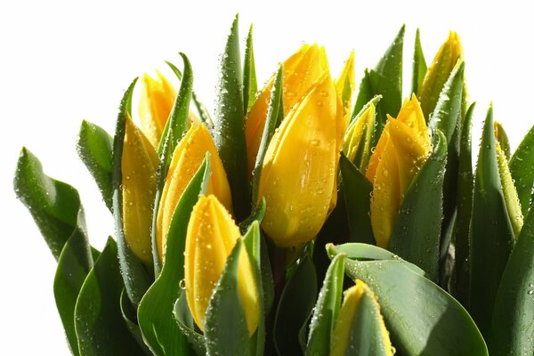 Yellow buds with thick stems in dew