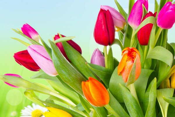 Piękne wielobarwne żywe różowo-czerwono-pomarańczowe kwiaty tulipany