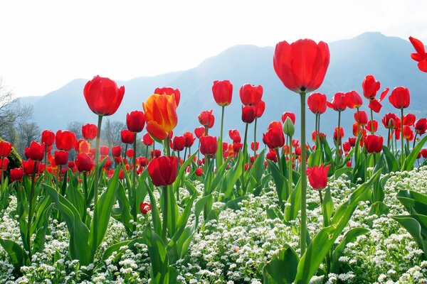 Tulips on the background of blue mountains and sky