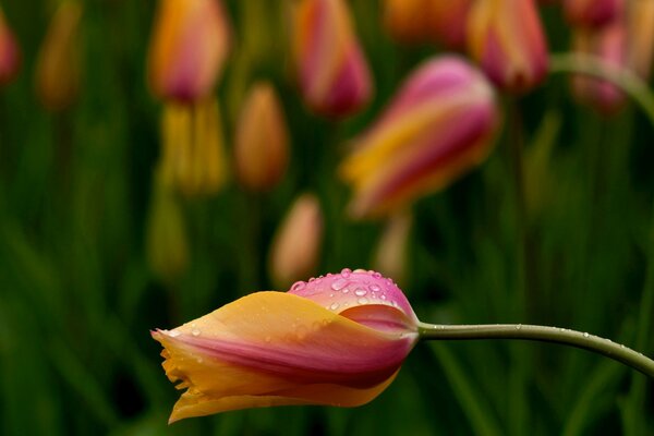Wiosenny kwiat różowo-żółty tulipan