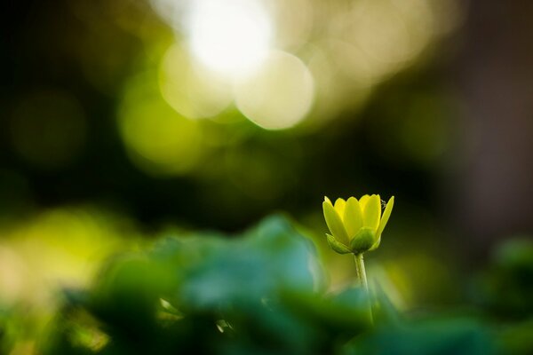 Fiore verde su sfondo sfocato