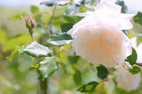 Rose blanche délicate avec une touche de pêche