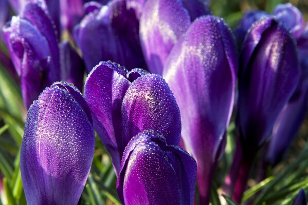 Lila Krokusse mit Tau auf Blütenblättern