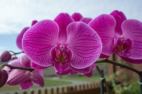 Orchideenblüten in Makroaufnahmen