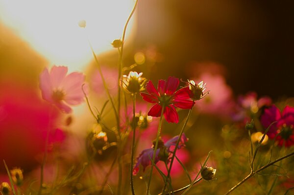 Pink and red flowers at sunset