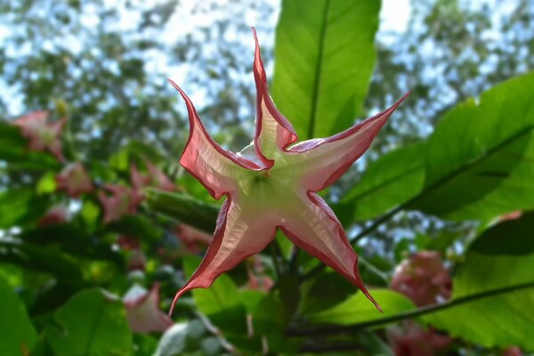 Eine ungewöhnliche Blume. sternförmige Blume