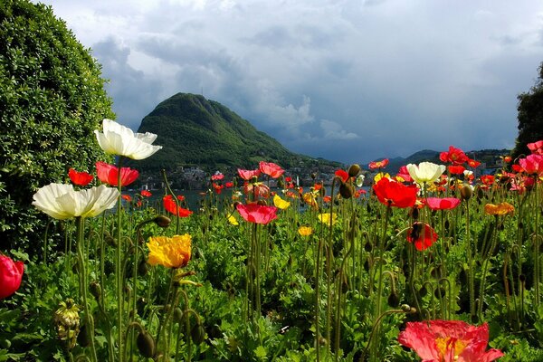 Rote und weiße Blumenrasen inmitten des Grüns