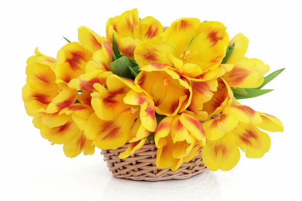 Piękne żółte tulipany w Koszyku