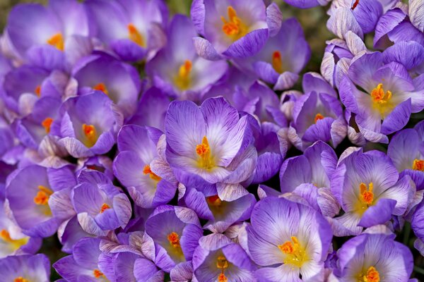 Primavera lilla fiori premuti boccioli insieme