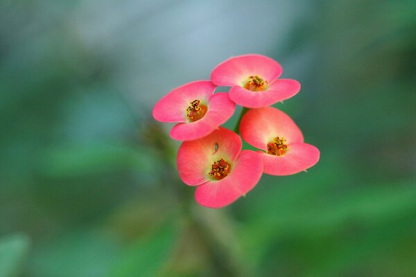 Małe kwiaty. makro. kwiatostan czerwony