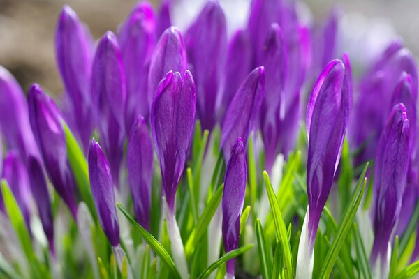 Azafrán púrpura de primavera con hojas verdes