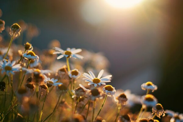 Field of daisies at sunset