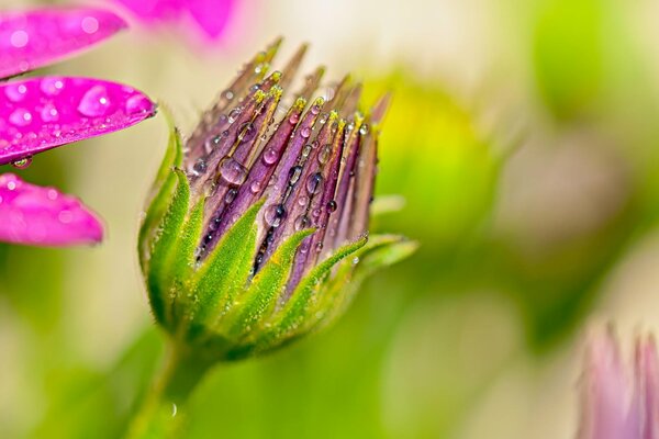 Pétales de bourgeon en gouttelettes de rosée