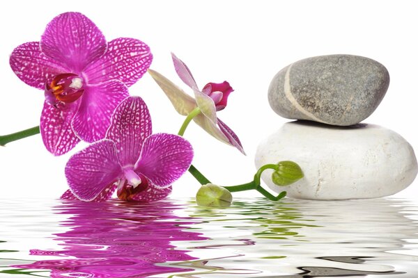 Orchideenblumen und Spa-Steine