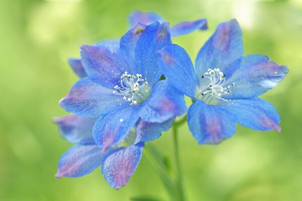 Oryginalne różowe i niebieskie kwiaty na zielonym tle