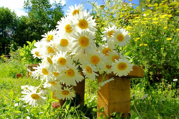 Mazzo di margherite sdraiato su una panchina in giardino