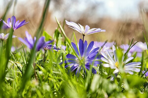 Margherite in campo, immagine di fiori