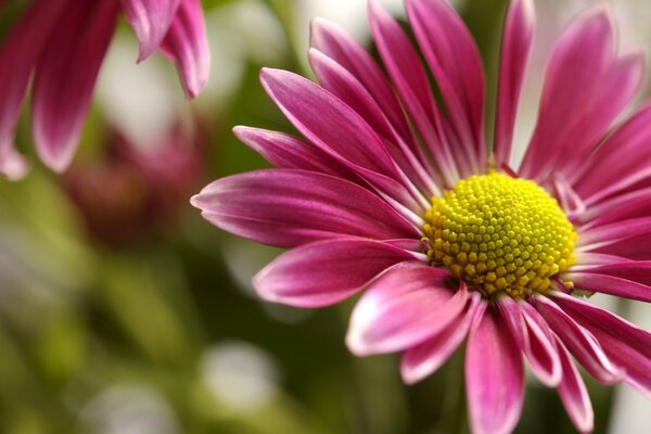 Macro background of pink flowers