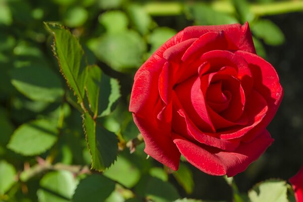 Czerwona bujna Róża w ciągu dnia