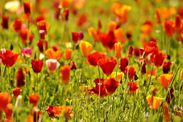 Campo de amapolas rojas y naranjas