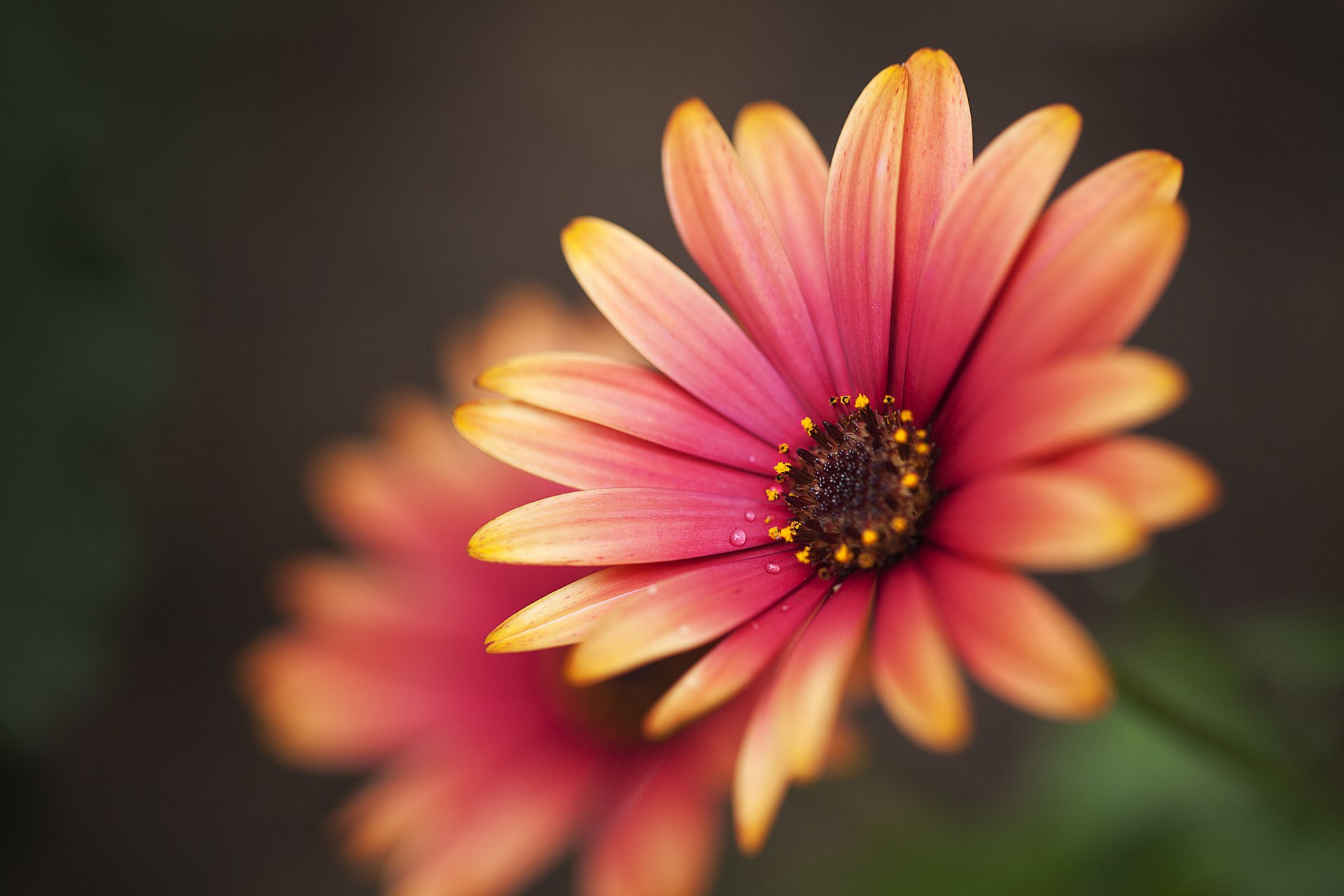 flower close up petals pink nature reflection