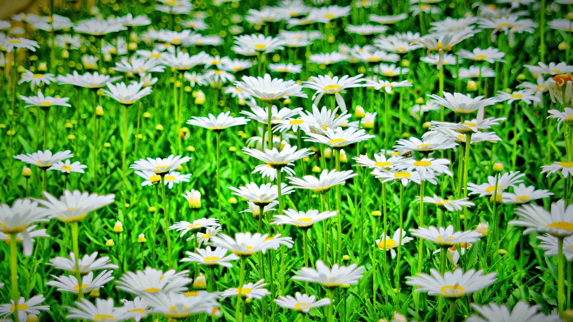 flowers flowers daisies chamomile flower greenery nature background wallpaper widescreen fullscreen widescreen widescreen