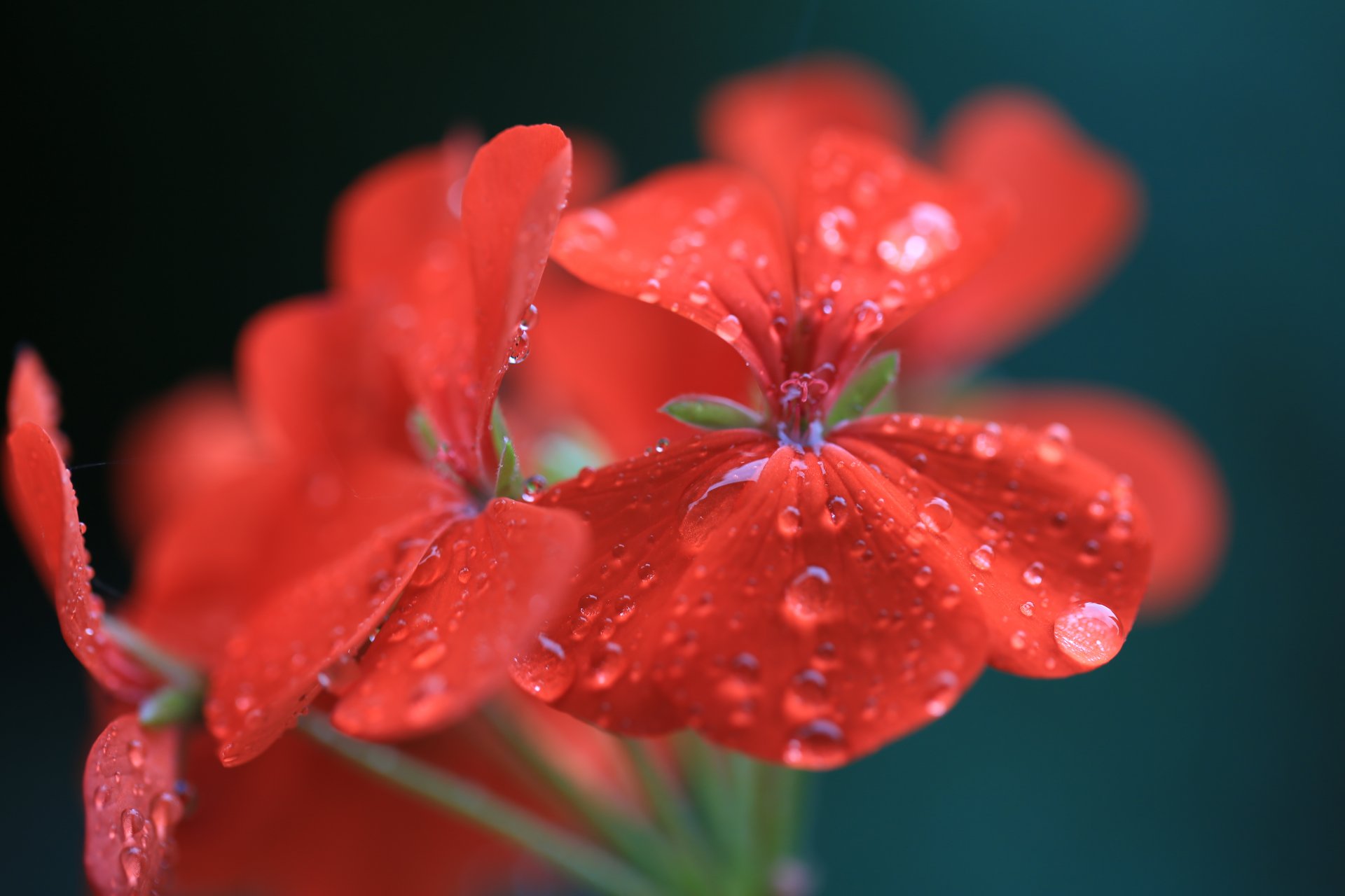 rouge fleur gouttes eau géranium pélargonium gros plan