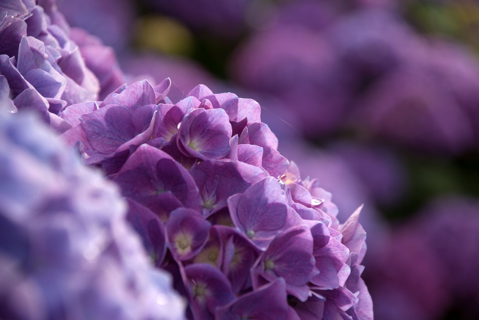 hortensie busch unschärfe bokeh