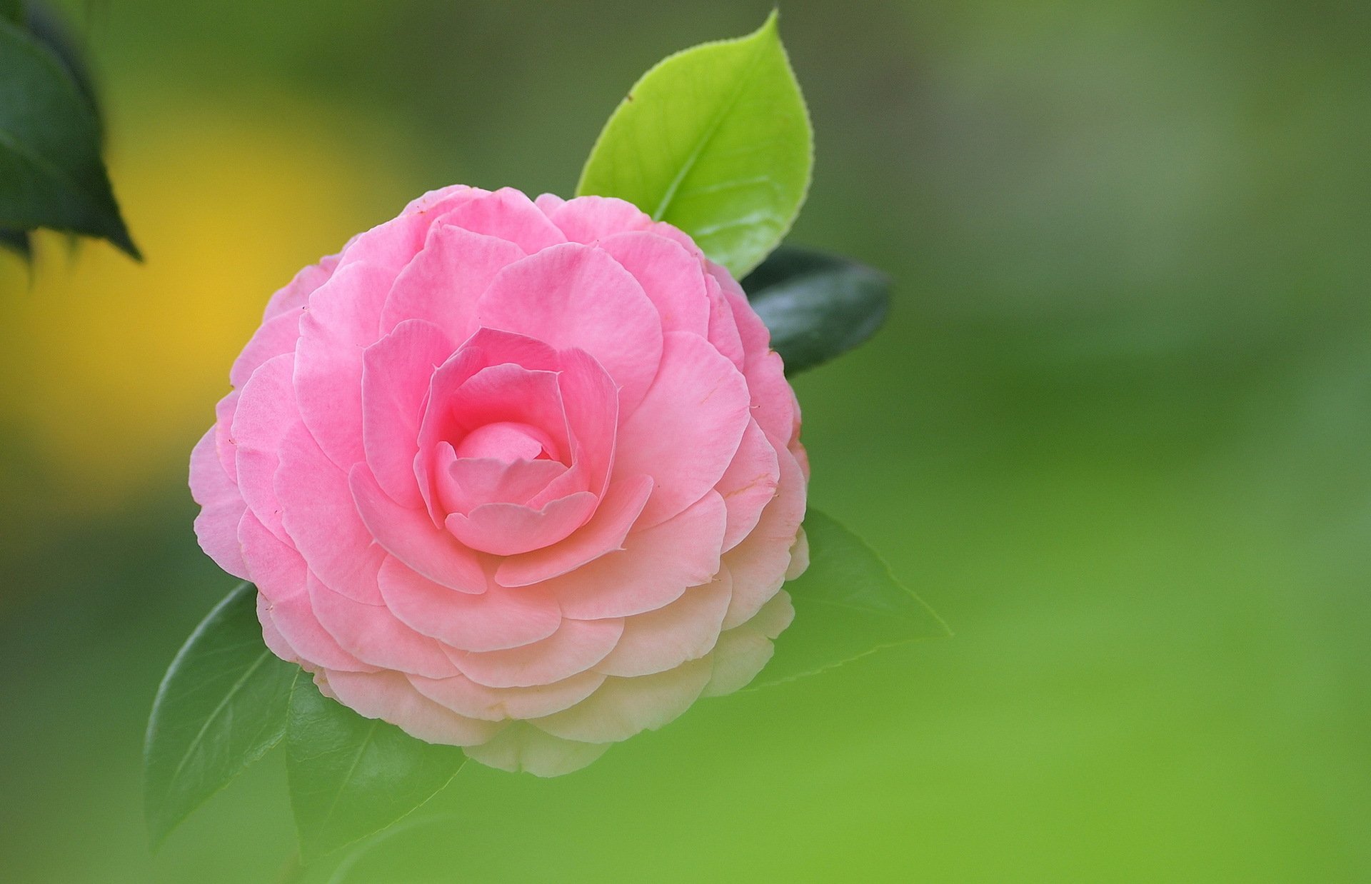 flower pink camellia leaves background