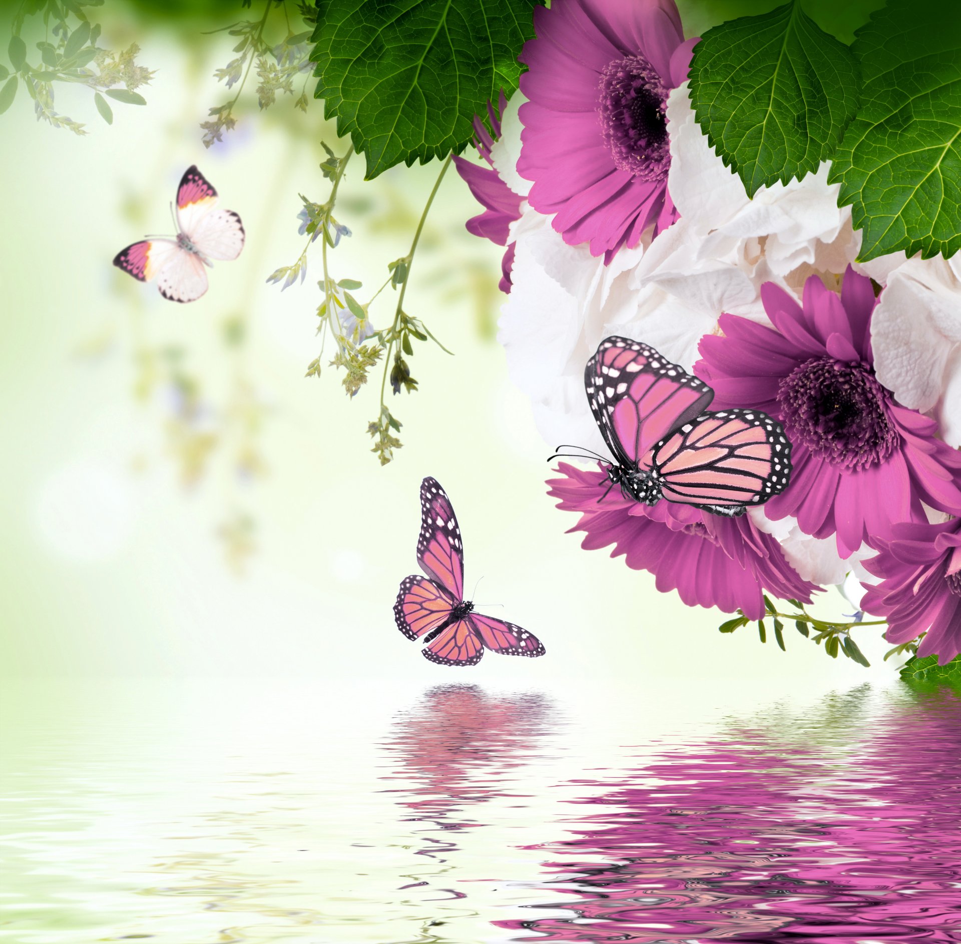 pring flower purple gerberas flowers butterflies snack water spring flowering butterflies reflection