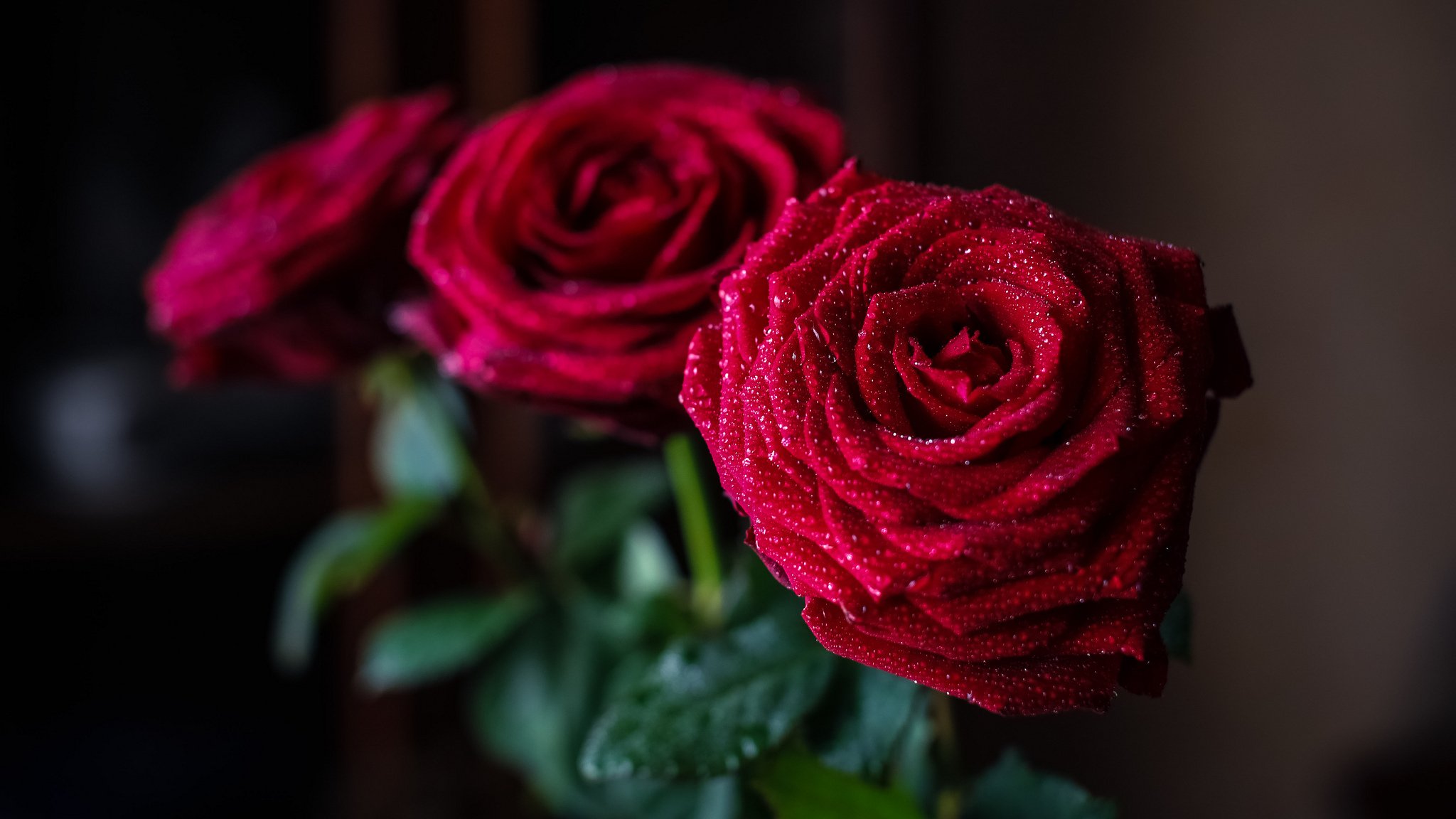 roses rouge bouquet pétales gouttes