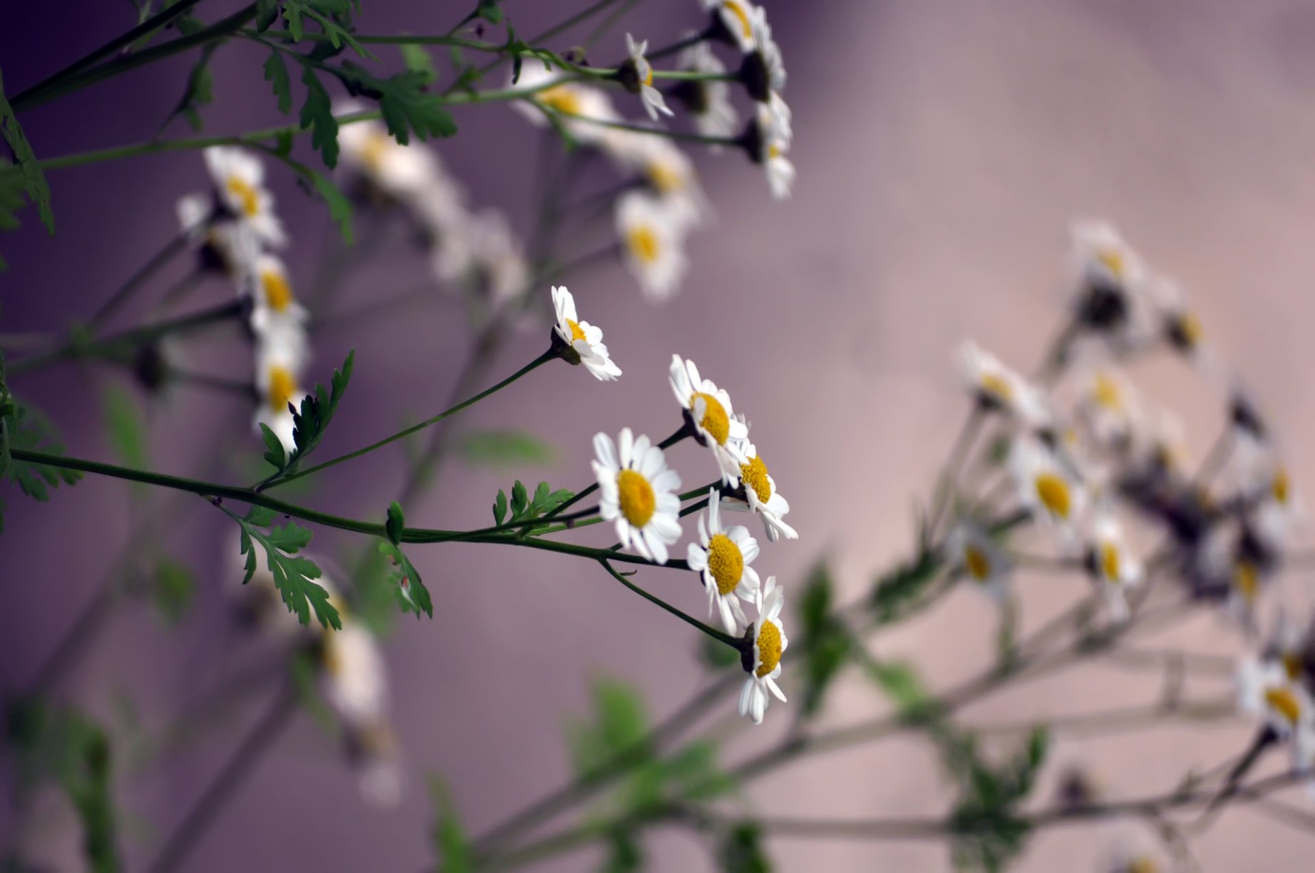 marguerites tige pétales petits couleur blanche