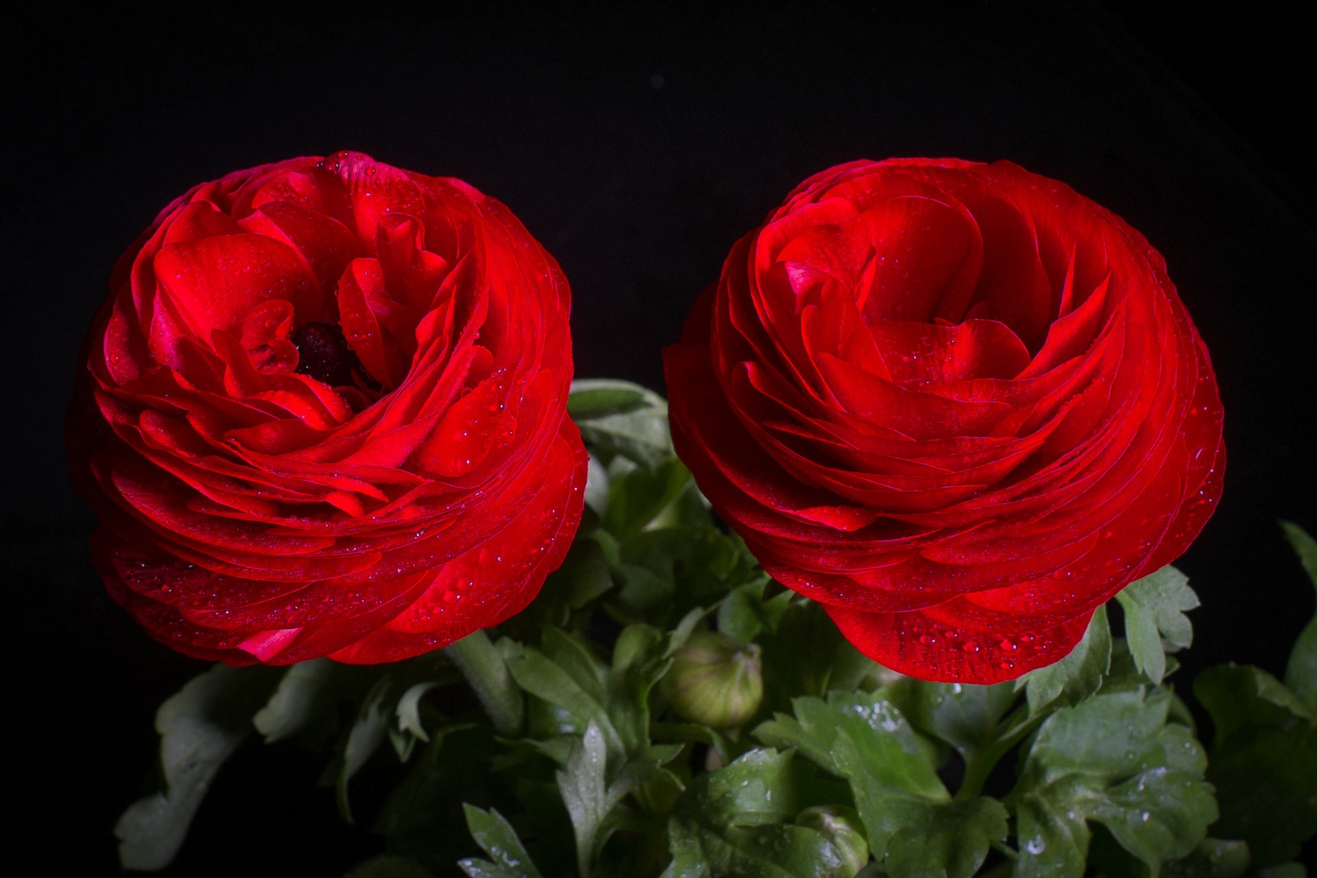 ranunculus renoncule asiatique gros plan gouttes duo