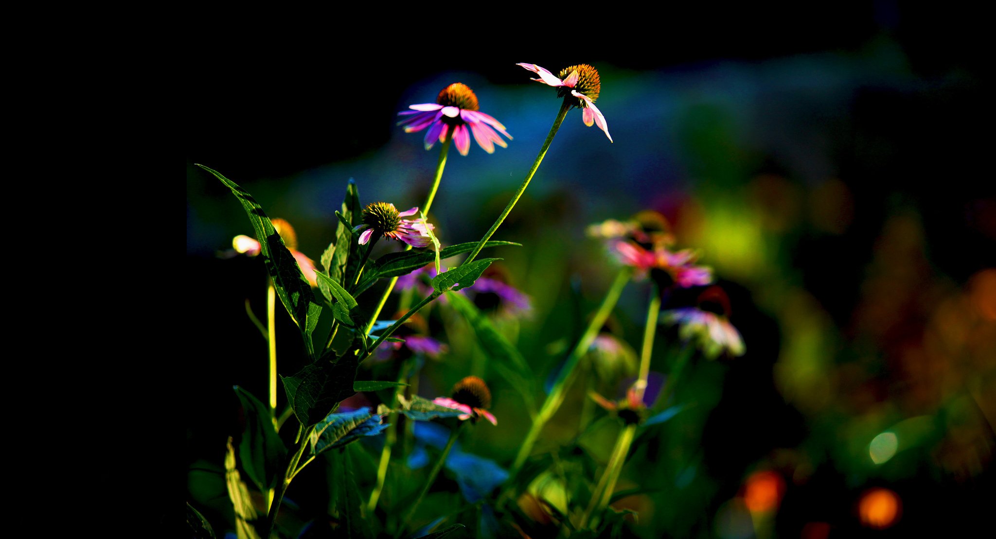 parterre flores echinacea hojas fondo