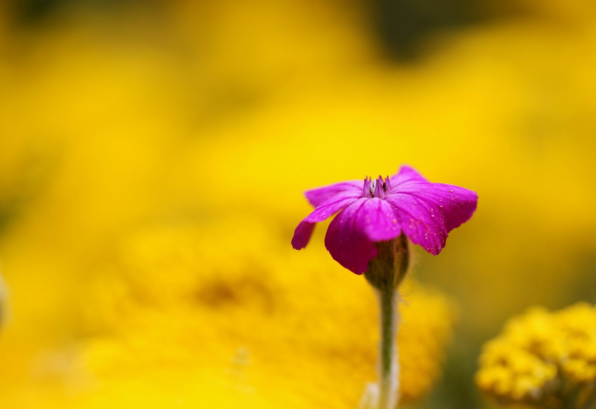 fiori fiore rosa giallo sfocatura sfondo carta da parati widescreen schermo intero widescreen widescreen