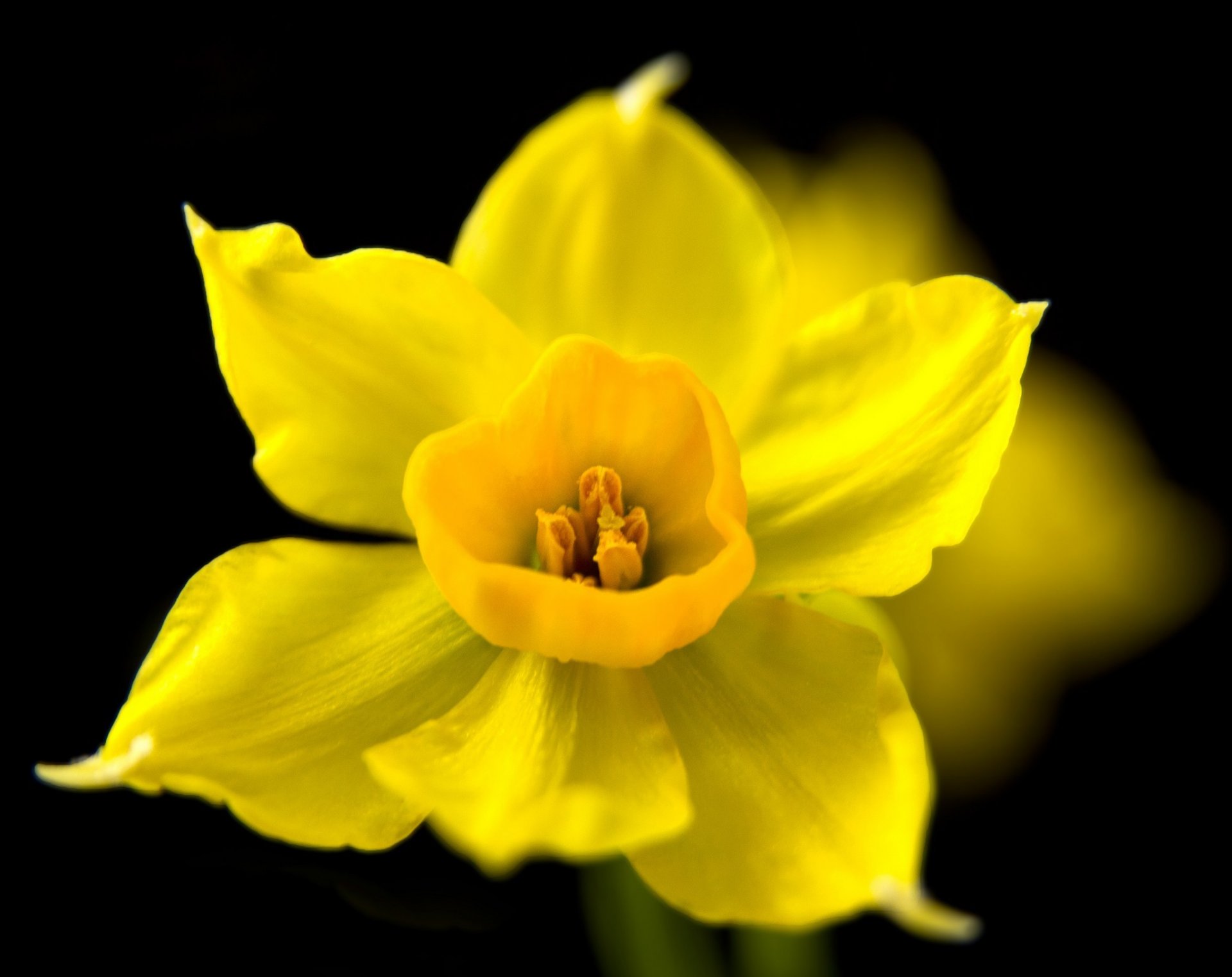 blume narzisse gelb dunkler hintergrund frühling makro