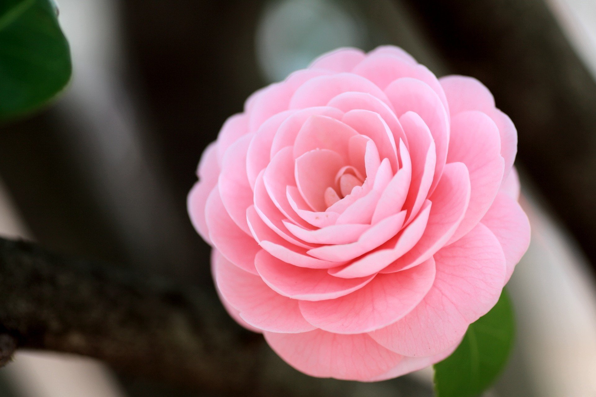 camélia fleur rose gros plan