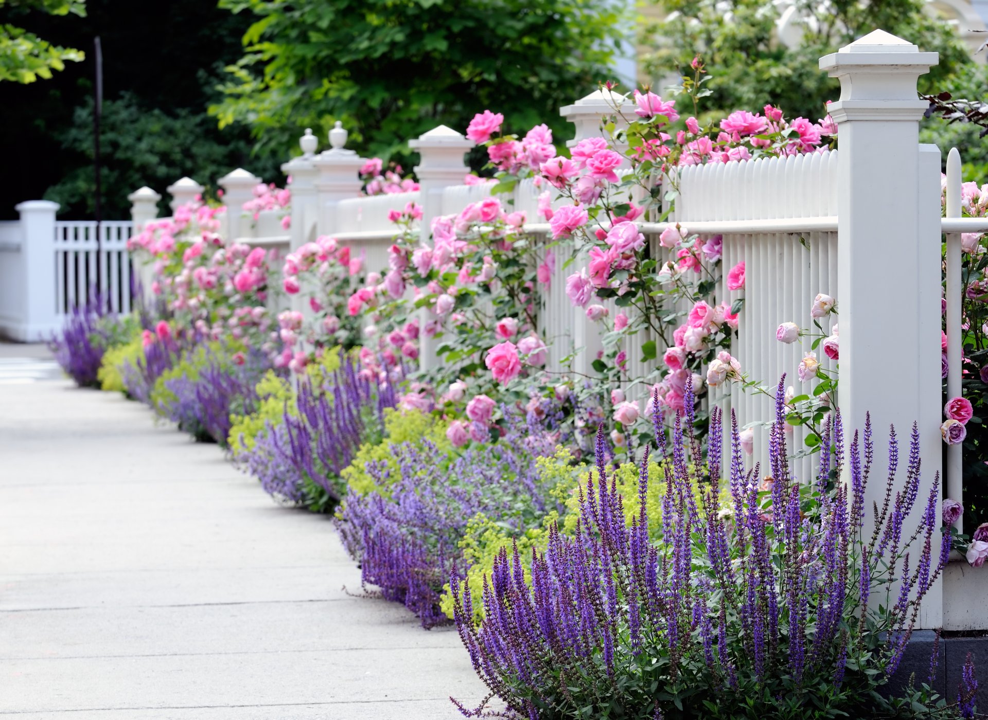 garten zaun zaun weiß blumen blumengarten rosen rosa blau gelb schön frühling sommer