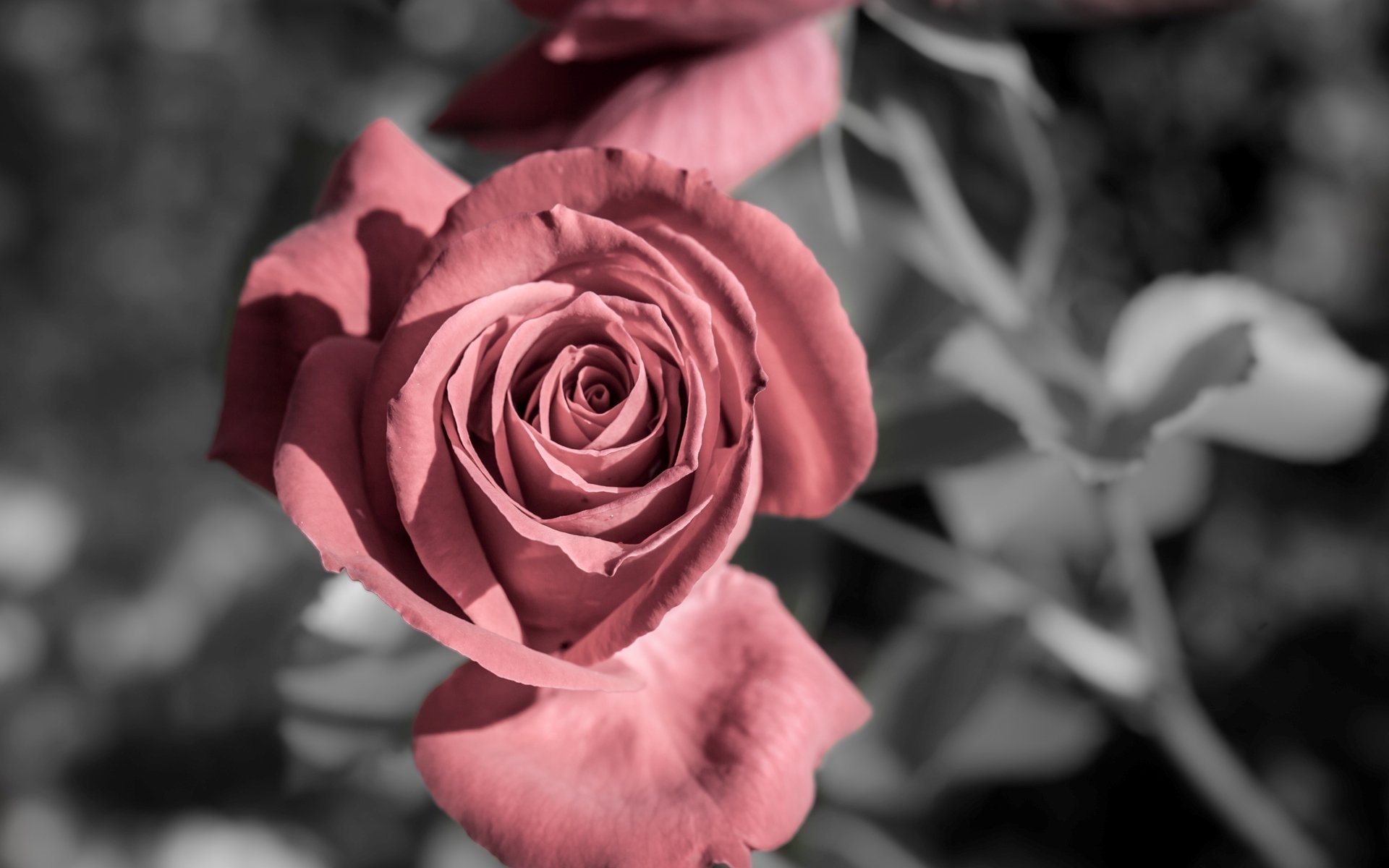 fleurs fleur fleur rose rose rose rose rose fond papier peint écran large plein écran écran large écran large rose