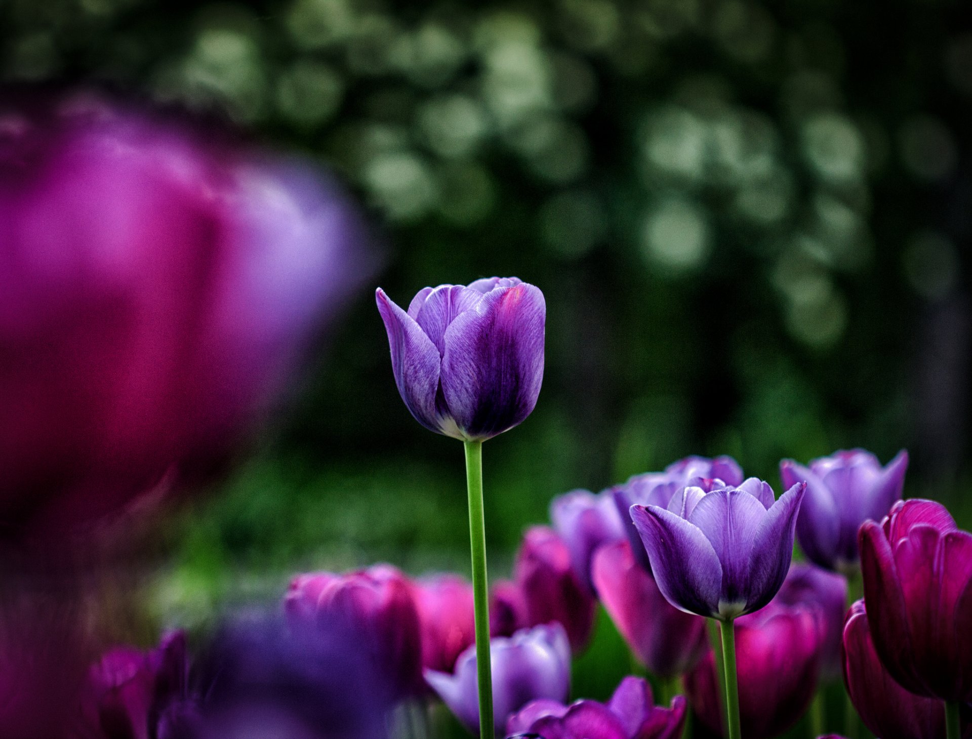 bed flower tulips pink purple reflections background blur