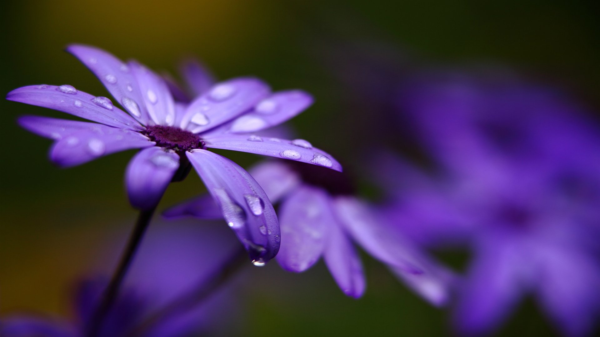 cineraria flores lila pétalos gotitas macro desenfoque